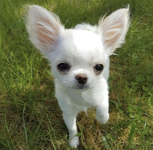 Chihuahua cores exóticas a pronta entrega - Foto 3