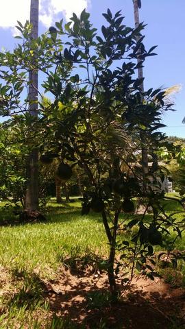 Vendo Linda Chácara Na Entrada Da Cidade-Planaltina Goiás - Foto 12
