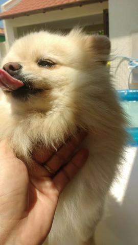 Macho Branco Lulu da Pomerânia Cruzar - Foto 3