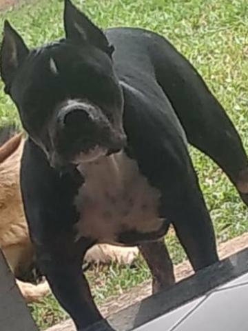 Vende-se esse cachorro da raça Bulli