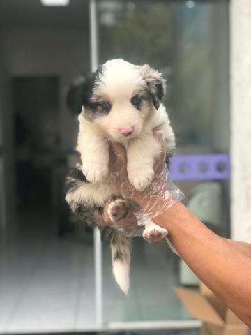 FIlhotes de Border Collie, macho e fêmea vacinados e vermifugados - Foto 2