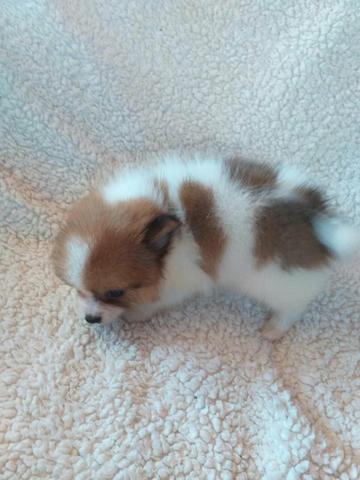 Lulu da pomerania anão - Foto 4