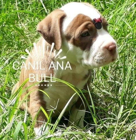 Pitbull Qualidade Diferenciada Em ATÉ 12X C Pedigree e Ac Veterinário - Foto 5