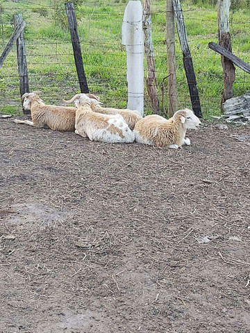 4 Carneiros - Foto 4