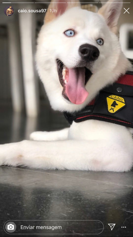 Husky macho para cobertura (cruzar)