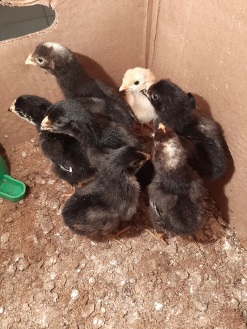 Vendo pintinhos suros