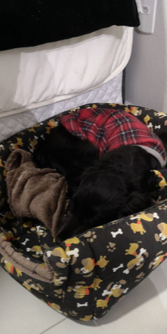 Cocker Spaniel Inglês - Foto 2