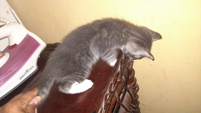 Doação - Foto 4