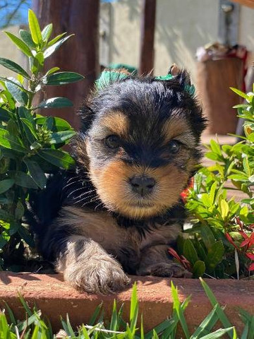 Bebês Yorkshire padrão Exposição! Seu filhote com pedigree e microchip grátis - Foto 2