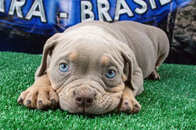 Filhote American Bully 