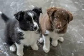 Border collie a pronta entrega 
