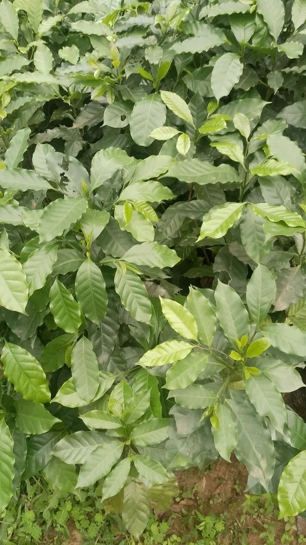 Mudas frutíferas jardinagem e reflorestamento coco