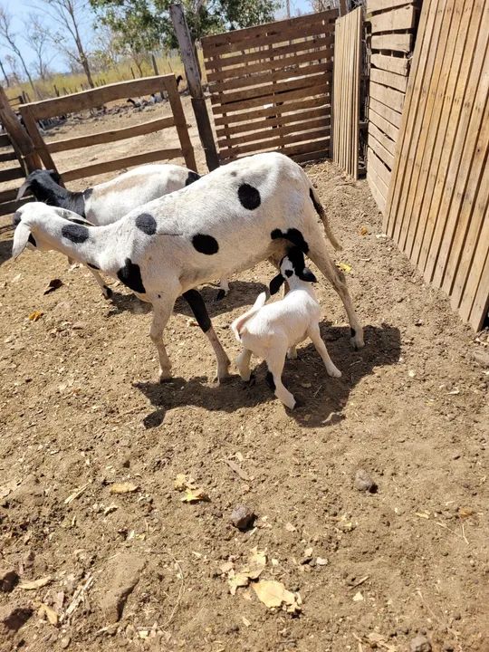 Ovelhas ? ? ? ? ? dorper 