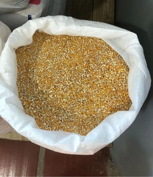 Milho de Qualidade em Sacas de 50 kg e 60 kg - Foto 5