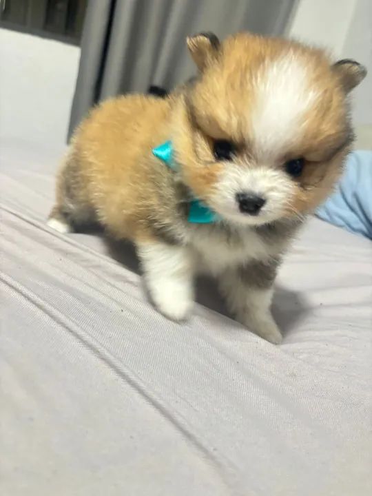 Spitz alemão (lulu da pomerania) - Foto 2