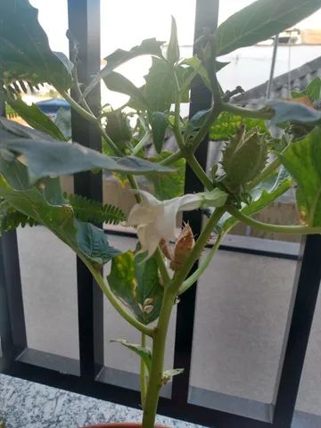 Sementes De Datura Stramonium - Figueira (flor Branca) - Foto 6