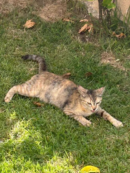 Gatinha amável dócil disponível para adoção - Foto 4