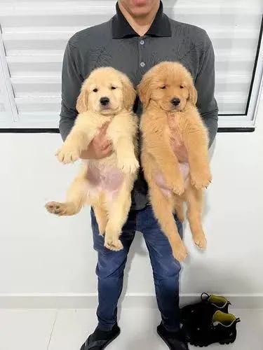 Dois filhotes Golden Retriever