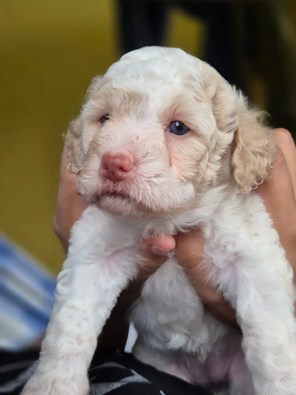 Filhote poodle n 1