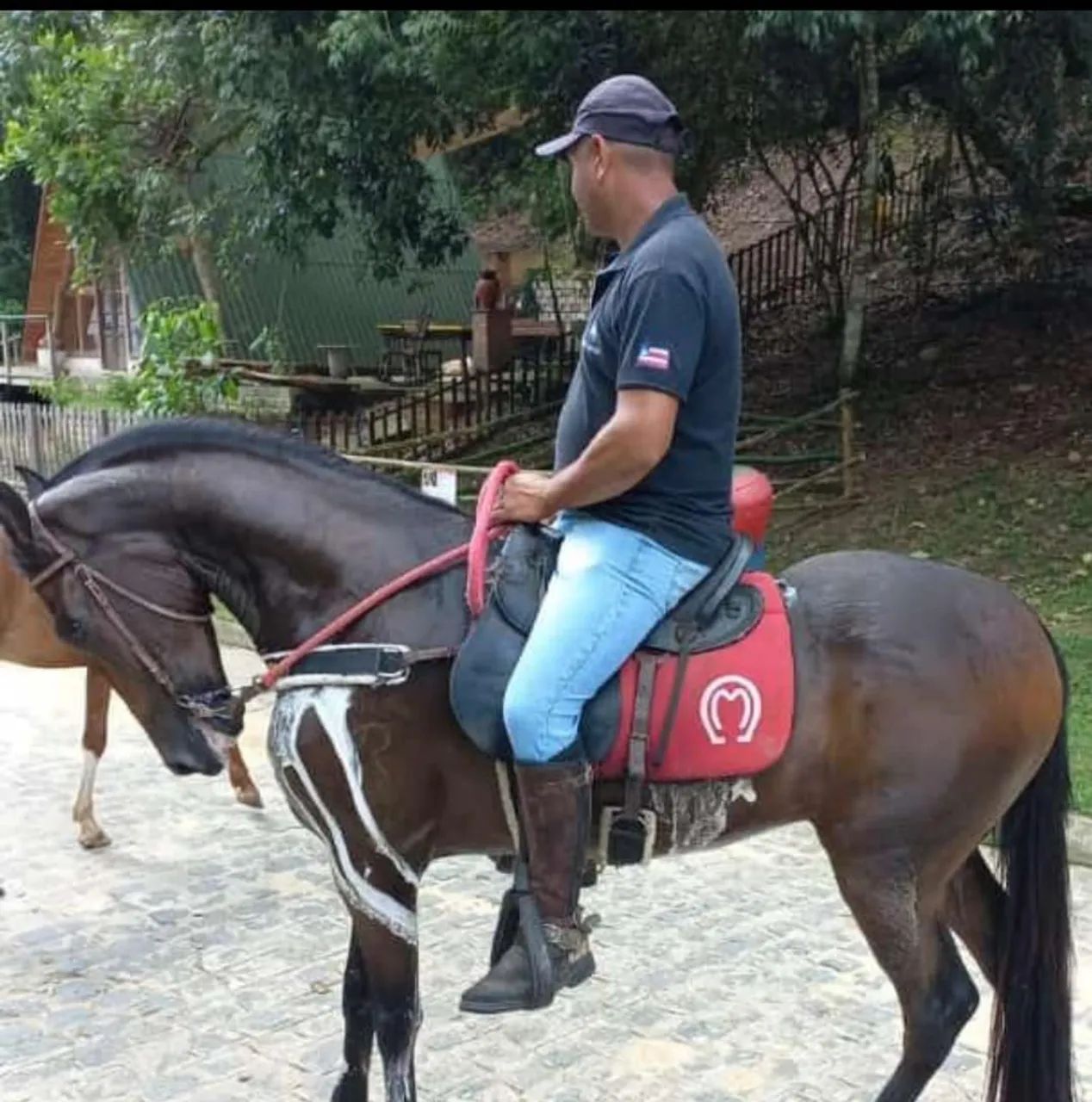 Cavalo Mangalarga  - Foto 2