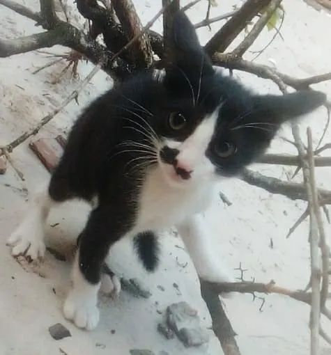 filhotinho de gato para adoção