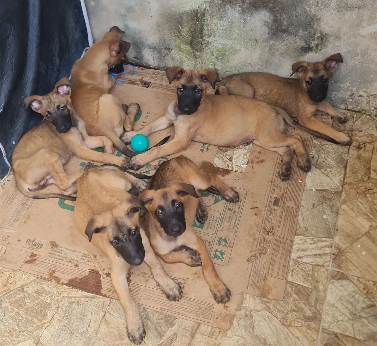 Belgian Malinois disponível para reserva - Foto 2