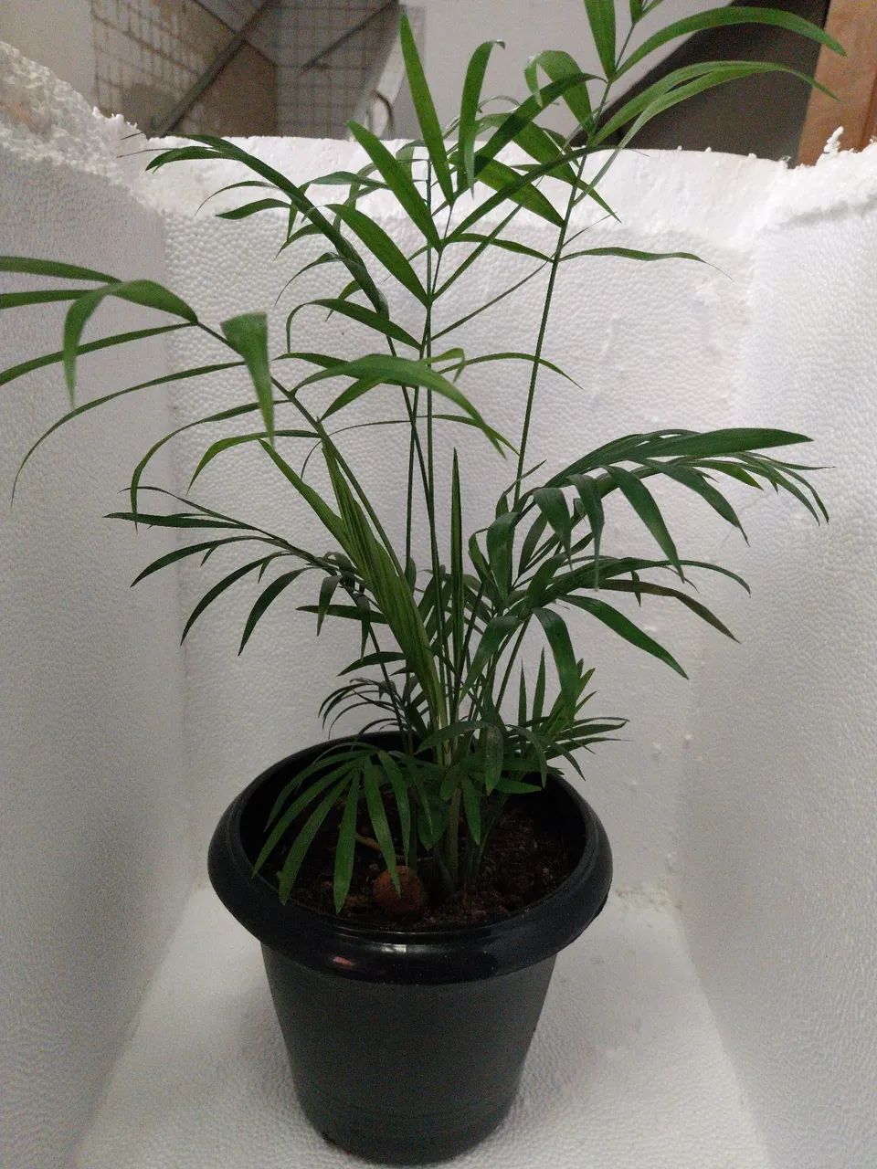 Vasos de Palmeira Chamaedorea Elegans (ver descrição) - Foto 4