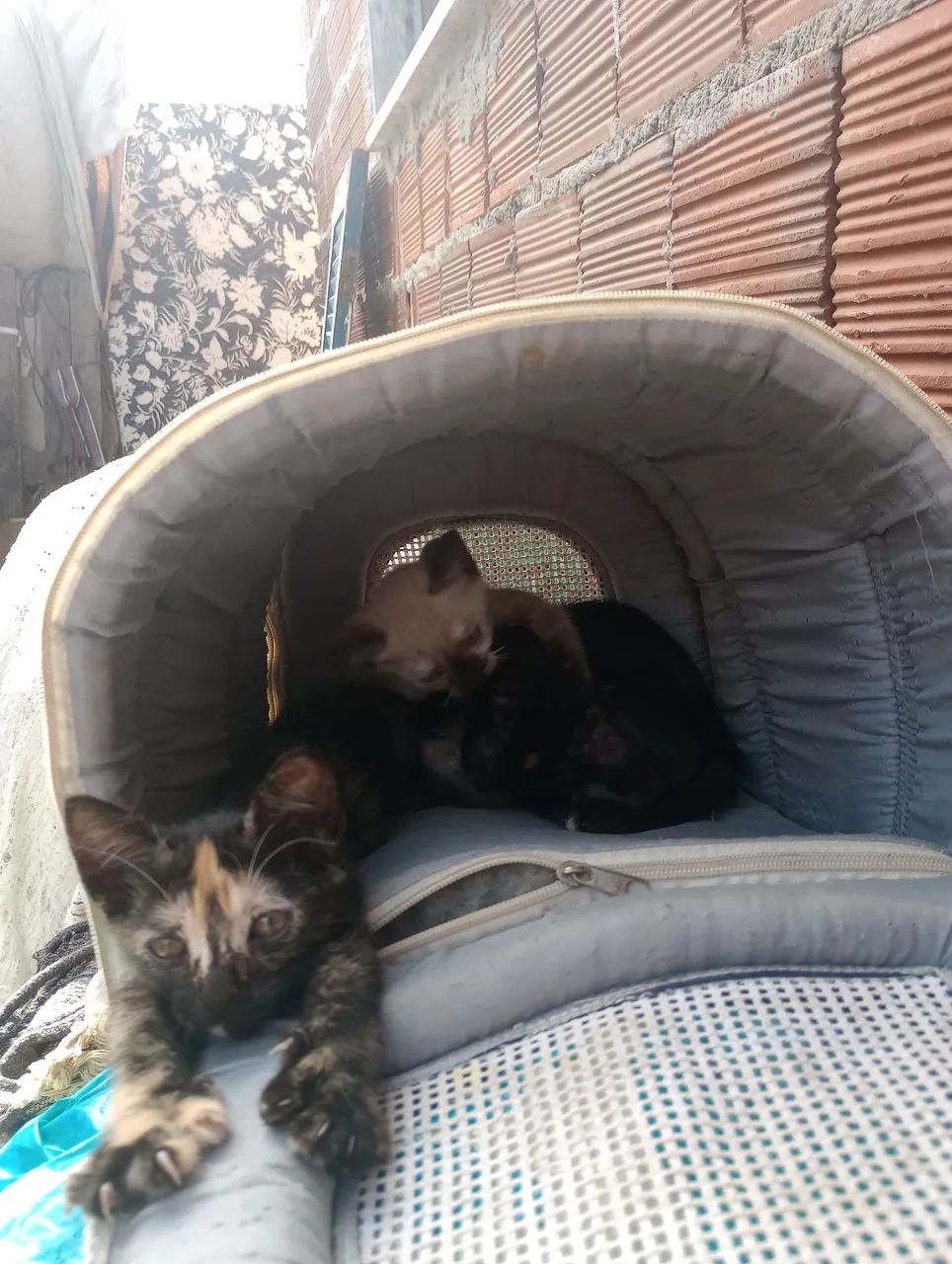 Gatinhas para adoção! Com 3 meses de vida, todas fêmeas. - Foto 3