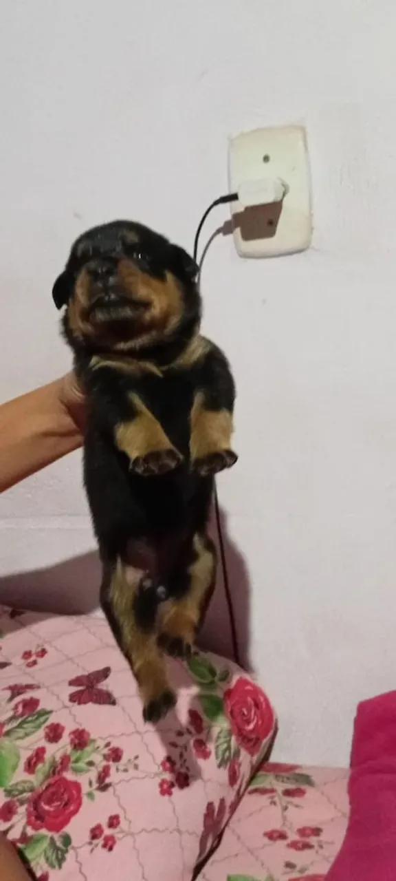 Filhote de Rottweiler disponível para venda