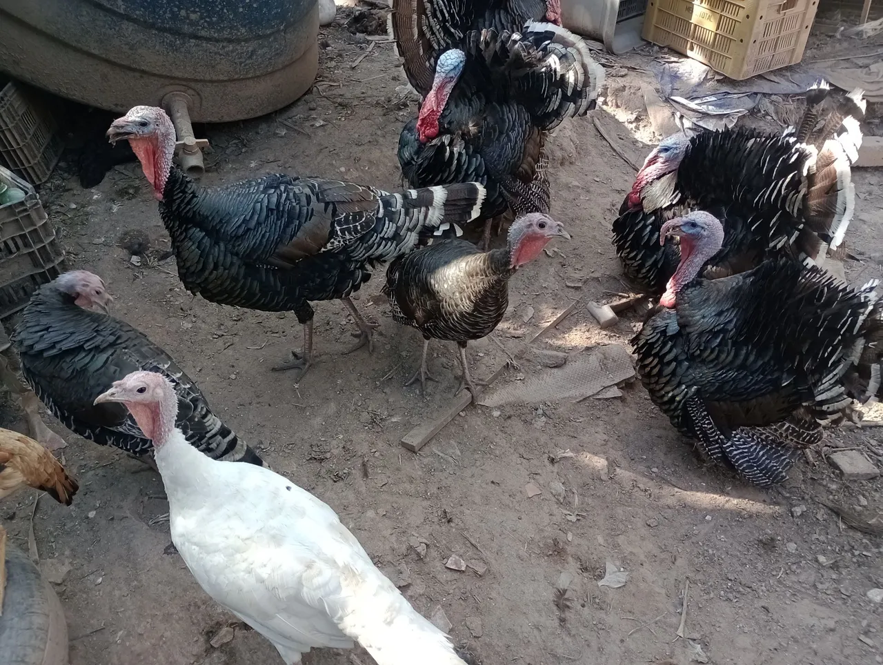 Perus para venda ,patos, galinhas