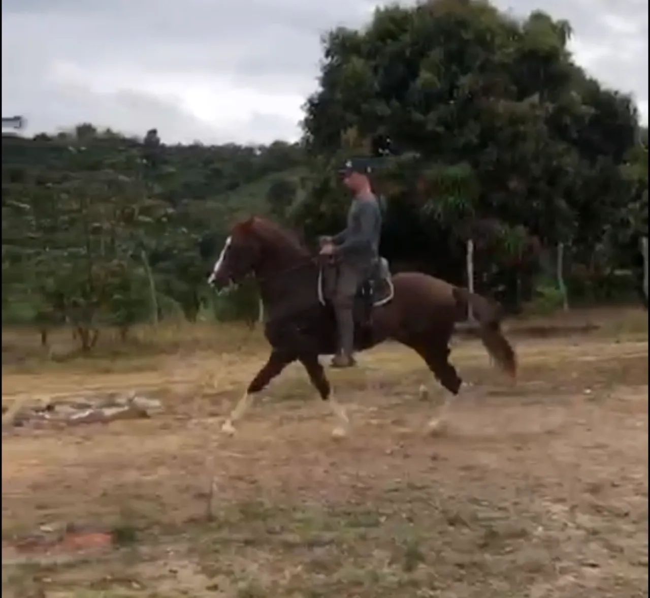 Potro Mangalarga Registrado - Foto 5