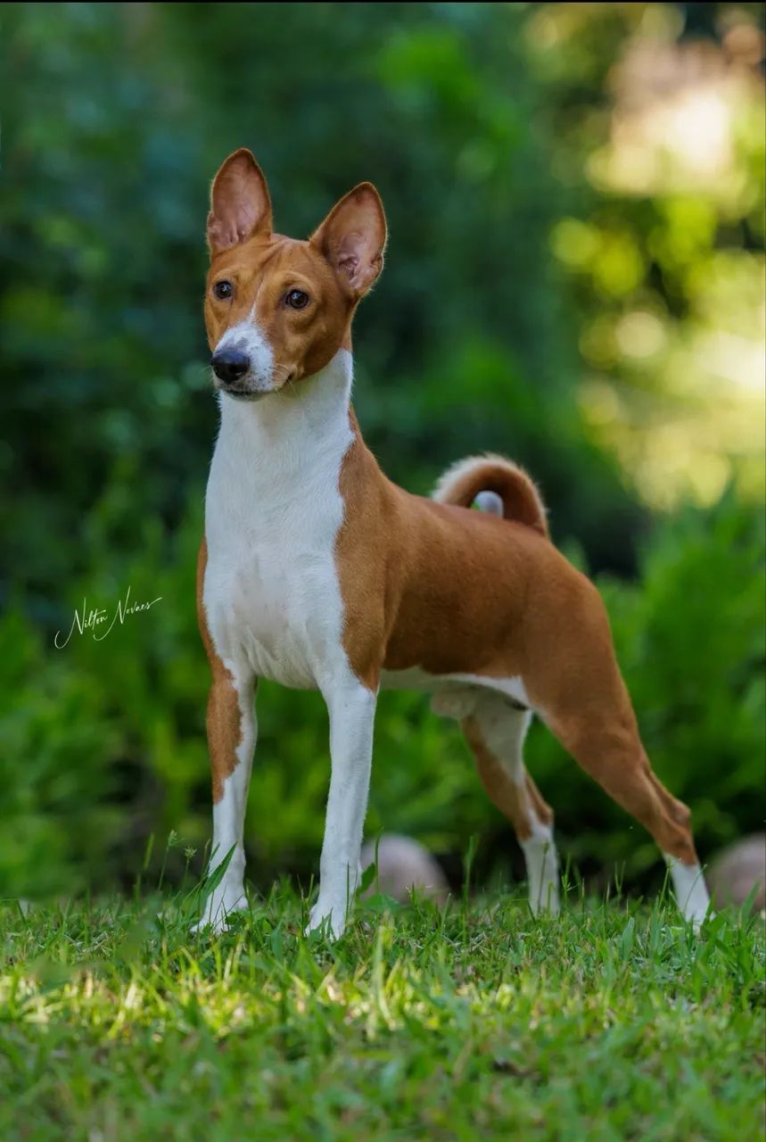 Basenji o cão que não late - Foto 2