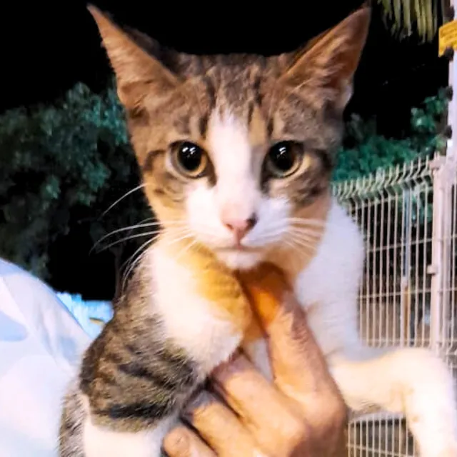 Gatinho para adoção