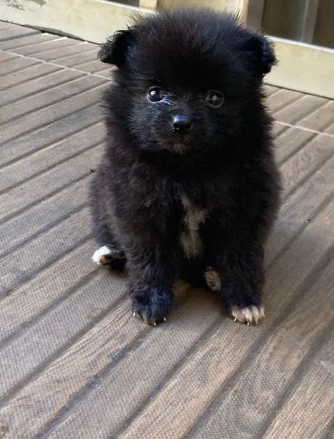 Filhote de Spitz Alemão : Pelúcia de 4 Patas!