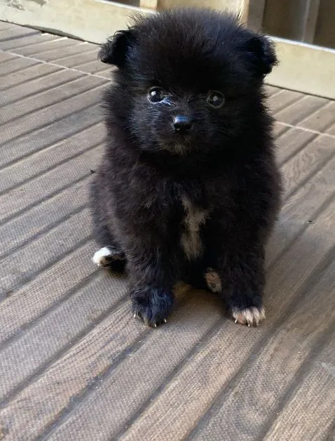 Filhote de Spitz Alemão : Pelúcia de 4 Patas!