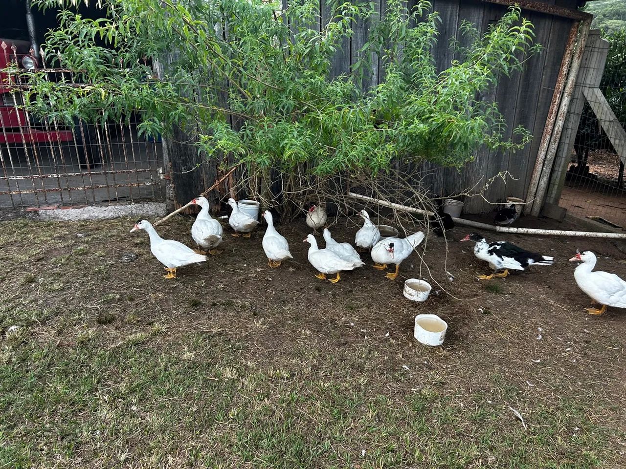 Patos - Foto 2