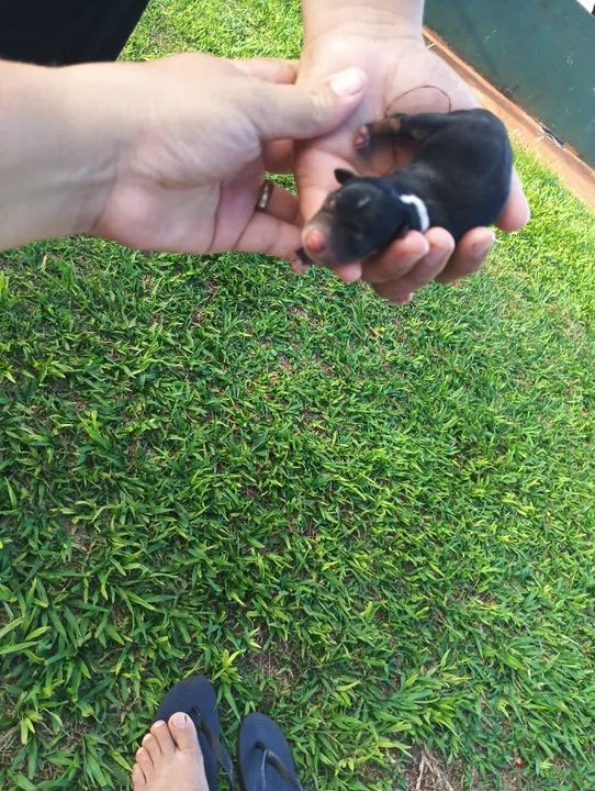 Fêmea de pinscher disponível para reservas  - Foto 3