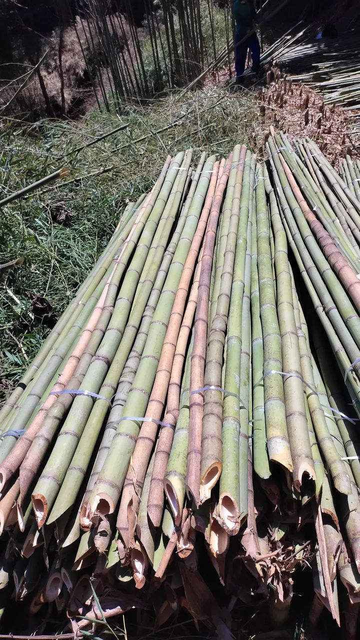 Bambu para venda estaca de tomate ? - Foto 2
