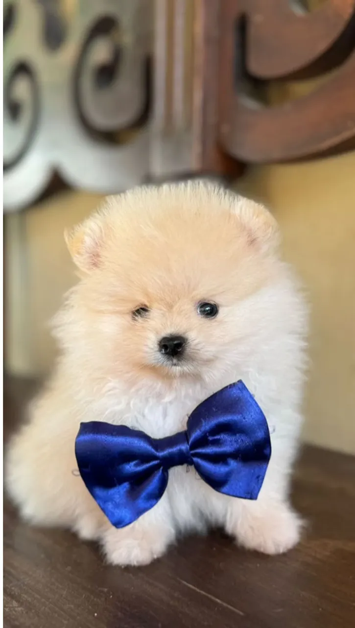 Doação - Filhote de Shih Tzu Spitz