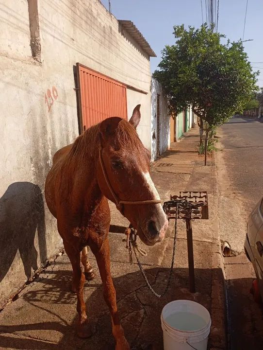 Vendo ou catiro  - Foto 3