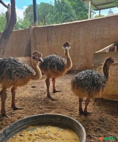 DOA-SE FILHOTES DE AVESTRUZ COM URGÊNCIA  - Foto 3