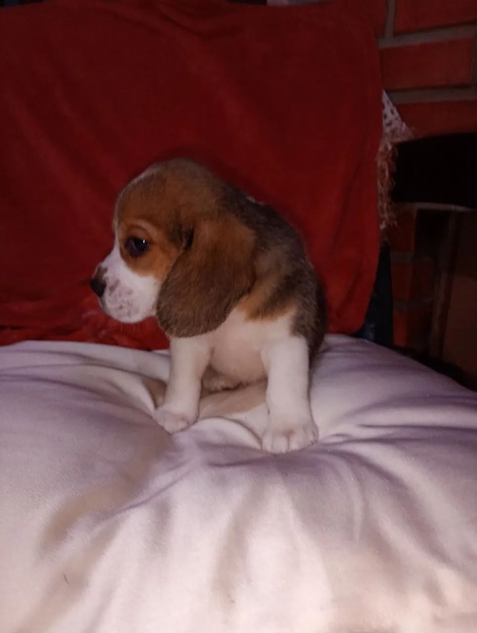 Filhote Beagle macho - Foto 2