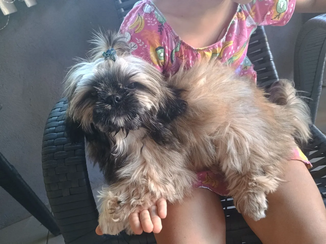 Shih Tzu Filhote macho