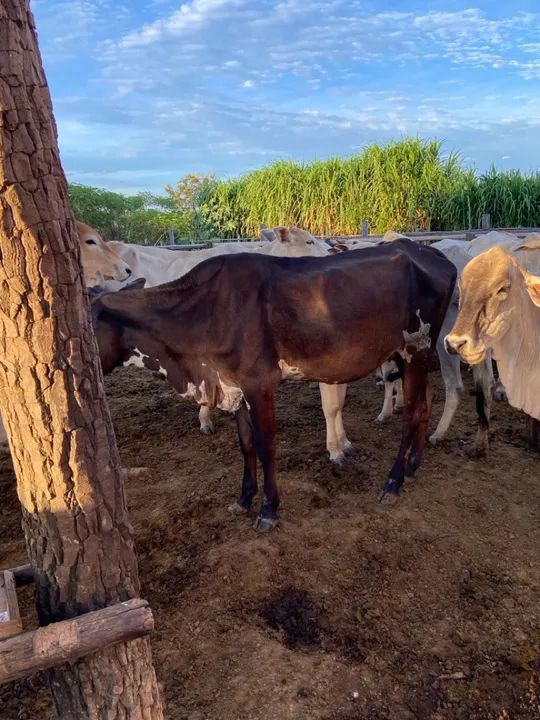 Vaca parida(fêmea) - Foto 2