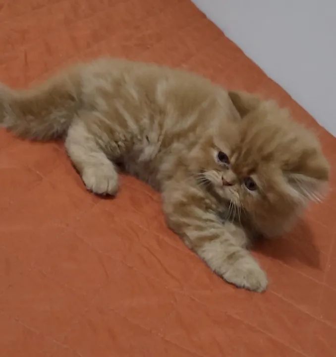 Gatinho Persa com olhos azuis - Foto 4