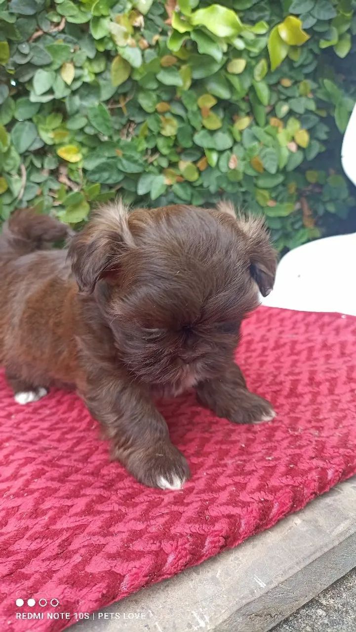 Filhote Shih Tzu fêmea  - Chocolate - Foto 3