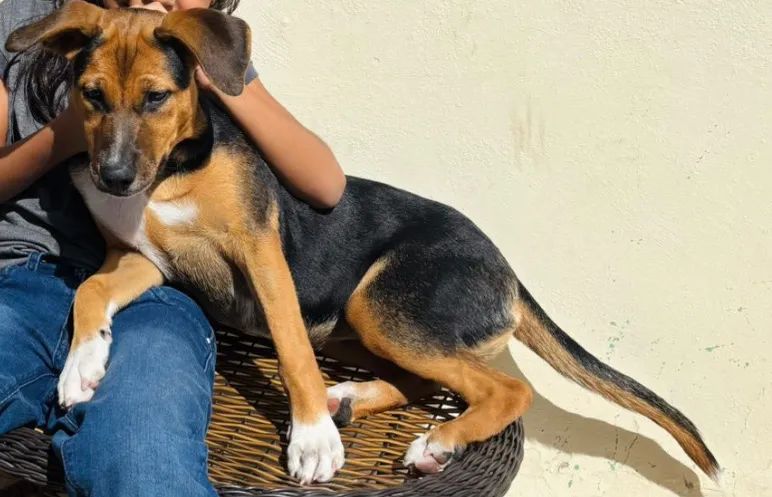 Filhote brincalhão e cheio de energia - ajuda de custo de R$300,00 - Foto 3