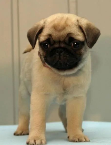  Fêmea e Macho , Pug Filhotinhos Para Apartamento  - Foto 3