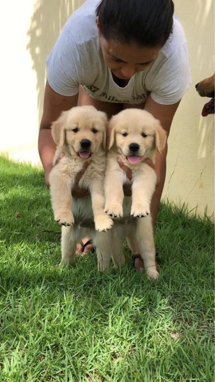 Filhotes de Golden Retriever - Lindos e Carinhosos!