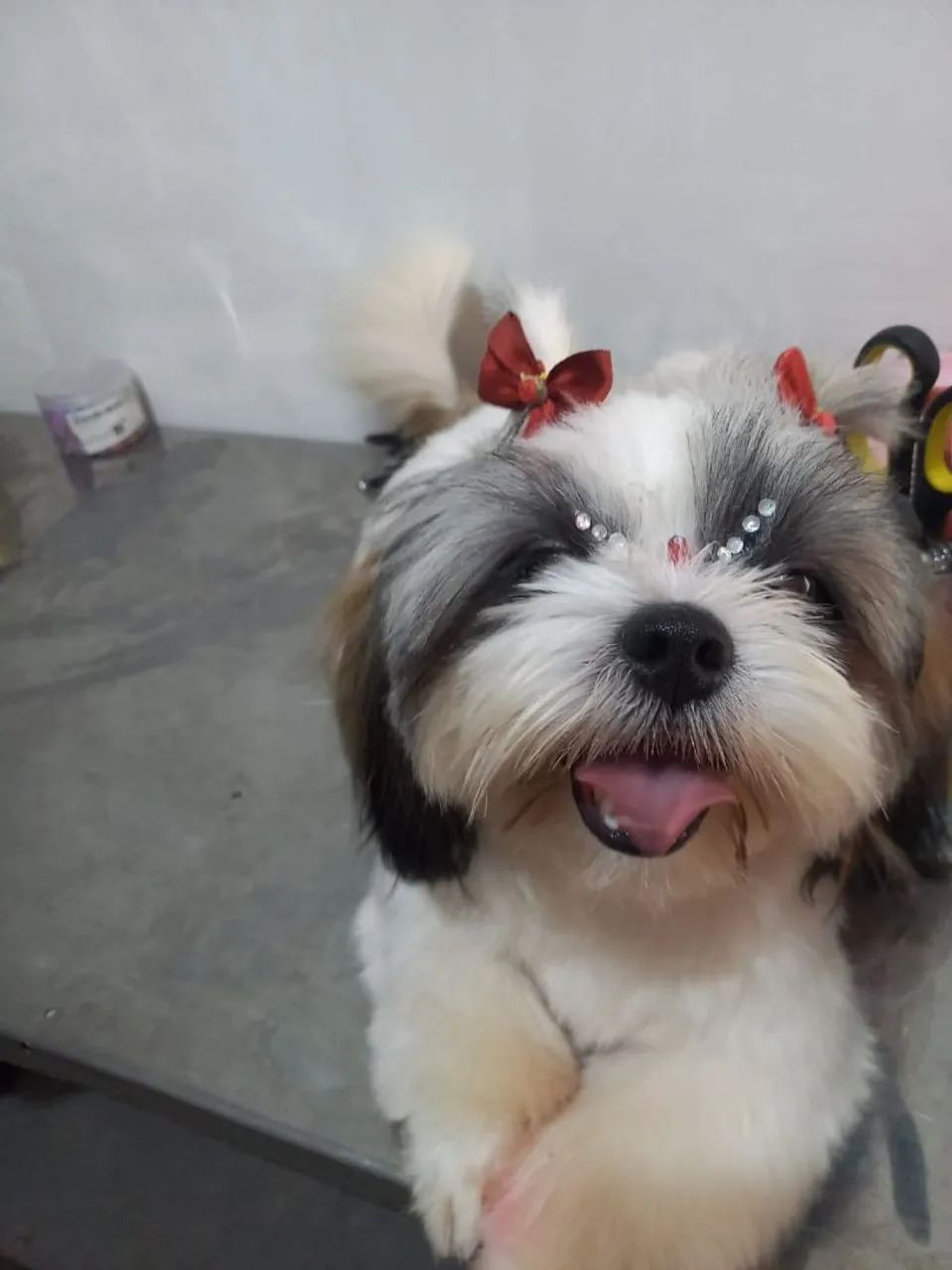 Filhote de cachorro shitzu Cachorros Luzimangues, Porto